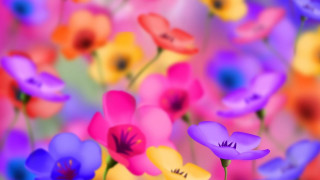 Colorful flowers field blurry background - a field of flowers free wallpaper