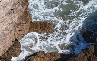 Bird rock ocean waves nature - near free wallpaper