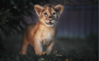 Lion cub night field blurry - young free wallpaper
