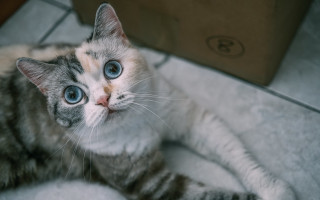 Blue eyed cat blurry background - a white blanket free wallpaper