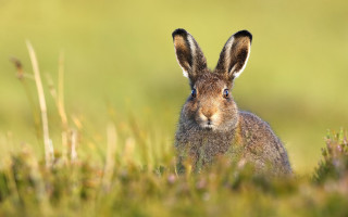 Rabbit surprised ears blue eyes - its face and ears free wallpaper