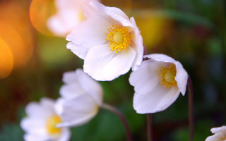 White flowers yellow centers garden - soft free wallpaper