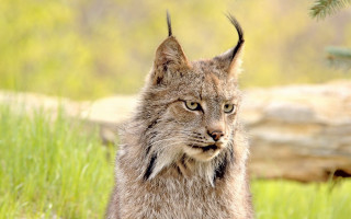 Cat grass trees log blurry - animal free wallpaper for desktop