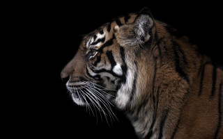 Tiger black background white stripe - a tiger free wallpaper