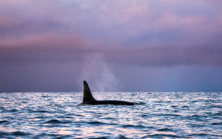 Whale ocean cloudy sky waves - the ocean under a cloudy sky free wallpaper