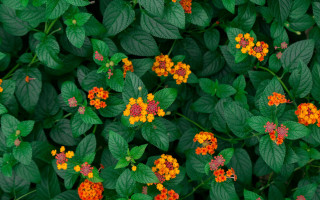 Orange yellow flower field green - a group free wallpaper