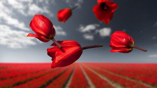 Red flower field blue sky 10 - depth of field free wallpaper
