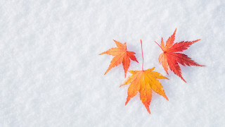 Orange leaves snow autumn nature - the other free wallpaper