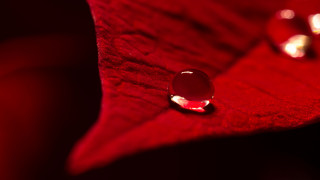 Red flower water drops macro - a red flower free wallpaper