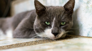 Black cat green eyes wall - a wall free wallpaper