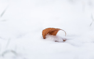 Leaf snowy mountain winter minimalism - a sunny day free wallpaper