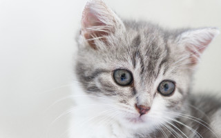 Blue eyed kitten looking camera - a small kitten free wallpaper