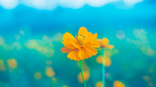 Yellow flower field summer blue - chang daichien free wallpaper