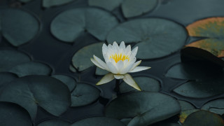 White water lily yellow center 3 - yellow center free wallpaper