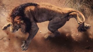 Lion running dirt wild furry - wild free wallpaper