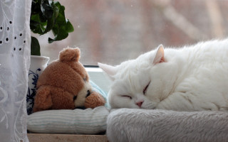 White cat teddy bear sleeping - a teddy bear free wallpaper