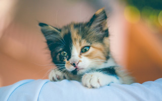 Kitten arm sad cute blurry - a kitten free wallpaper