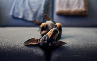 Dog couch shiba inu starry - its head on free wallpaper
