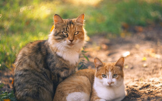 Cats grass dirt park orange - the camera free wallpaper