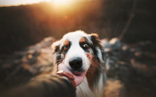 Dog human holding sunshine renaissance - the dog free wallpaper
