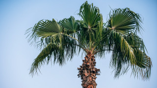 Palm tree blue sky beach - palm tree free wallpaper
