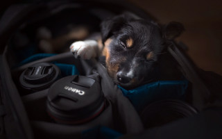 Dog suitcase photography blurry depth - photography free wallpaper