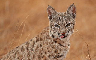 Cat tallgrass funnylook photorealistic animalfocus - tall grass free wallpaper