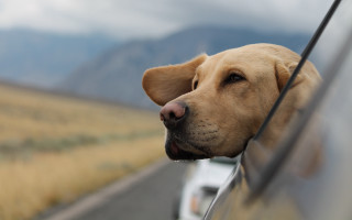 Dog mountains car window grass - deep free wallpaper