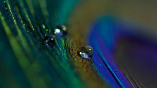 Peacock feather water drops holography 2 - feather free wallpaper