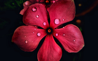 Red flower water droplets macro 31 - a red flower free wallpaper