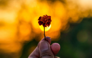 Flower sunset blurry background autumn - a person holding free wallpaper
