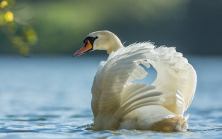 Swan spread wings water ocean - impressionist free wallpaper