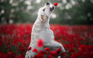 Dog red flowers autumn blood - tongue free wallpaper