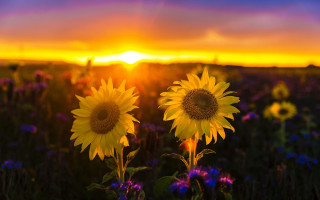 Sunflower field sunset purple sky - a field of sunflowers free wallpaper