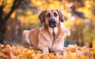 Autumn leaves dog blurry fire - elke vogelsang free wallpaper