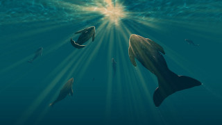 Dolphins blue ocean sunlight underwater - sunlight free wallpaper