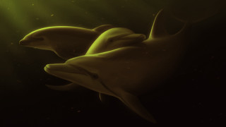Dolphins sunlit water photorealism digital - sunlight free wallpaper