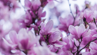 Purple flowers branch sakura blossoms - a sky background in the background free wallpaper