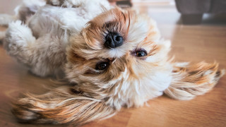 Old dog stuffed animal blurry - stuffed free wallpaper