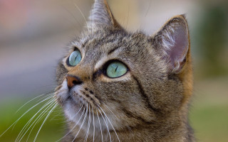 Cat blue eyes looking up 8 - the air free wallpaper