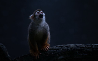Monkey tree branch looking sky - its eye free wallpaper