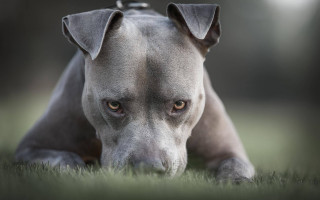 Sad dog laying grass outdoors - a collar free wallpaper