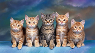 Kittens blue blanket clouds lesnabis - les nabis free wallpaper