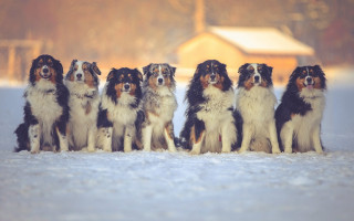 Dogs snow barn renaissance puzzle - the snow together free wallpaper