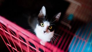 Black cat surprised eyes cage - a cage free wallpaper