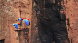 Colorful birds rocky cliff bokeh - colorful free wallpaper