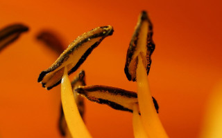 Flower petals stems macro blurry - petal free wallpaper for desktop