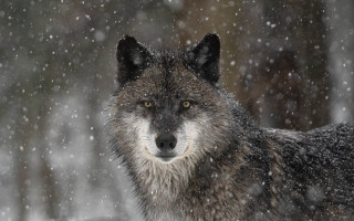 Wolf snowy background astronaut fireworks - caspar wolf free wallpaper
