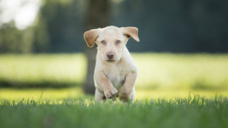 Puppy running field grass tree - a puppy free wallpaper