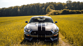 Mustang car field forest autumn - the background and a sky background free wallpaper